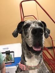 Great Dane Dogs for adoption in Pembroke, GA, USA