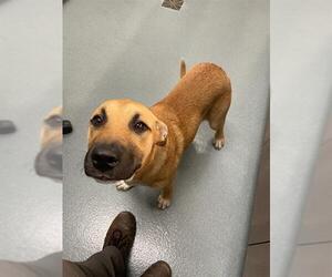 Black Mouth Cur-Labrador Retriever Mix Dogs for adoption in Baytown, TX, USA