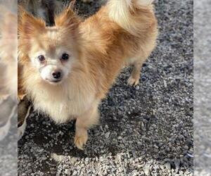 Pomeranian-Unknown Mix Dogs for adoption in San Pablo, CA, USA