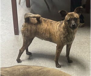 Unknown-Whippet Mix Dogs for adoption in Royal Palm Beach, FL, USA
