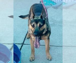 German Shepherd Dog-Unknown Mix Dogs for adoption in Sacramento, CA, USA
