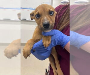 Labrador Retriever Dogs for adoption in Baytown, TX, USA