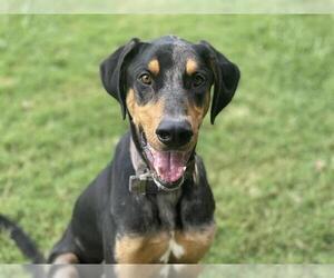 Black and Tan Coonhound-Unknown Mix Dogs for adoption in Tulsa, OK, USA