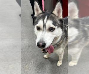 Siberian Husky Dogs for adoption in Forestville, MD, USA
