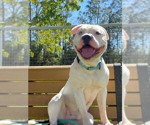 American Bulldog Dogs for adoption in Naples, FL, USA