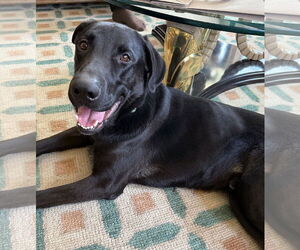 Labrador Retriever-Unknown Mix Dogs for adoption in Bellevue, WA, USA