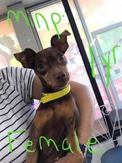 Miniature Pinscher Dogs for adoption in Whitestone, NY, USA