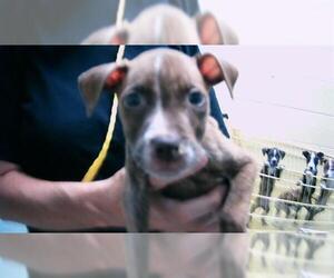 American Pit Bull Terrier Dogs for adoption in Tulsa, OK, USA