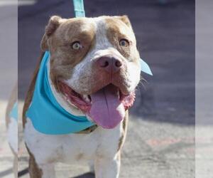 American Staffordshire Terrier-Unknown Mix Dogs for adoption in San Antonio, TX, USA