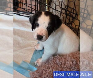 Mutt Dogs for adoption in Wenonah, NJ, USA