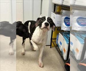 American Pit Bull Terrier Dogs for adoption in Saginaw, MI, USA