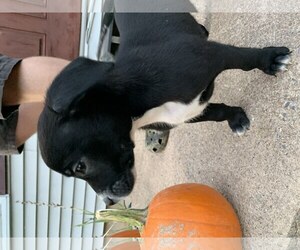 Medium Photo #1 Boxer-Unknown Mix Puppy For Sale in Mechanicsburg, PA, USA