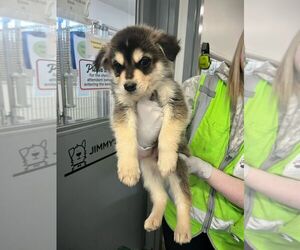Huskies -Unknown Mix Dogs for adoption in Calgary, Alberta, Canada