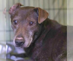 American Staffordshire Terrier-Unknown Mix Dogs for adoption in San Antonio, TX, USA