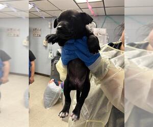 Mutt Dogs for adoption in Stockton, CA, USA