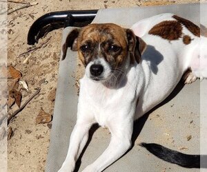 Rat Terrier-Unknown Mix Dogs for adoption in Bonifay , FL, USA