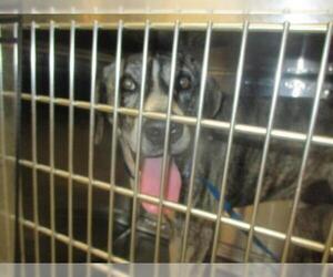Labrador Retriever Dogs for adoption in Oklahoma City, OK, USA