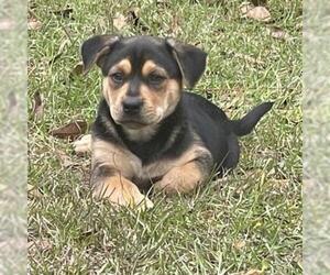 Rottweiler Dogs for adoption in Freeport, FL, USA