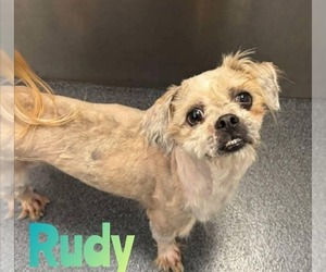 Mutt Dogs for adoption in Woodbury, NY, USA