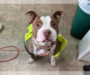 American Staffordshire Terrier-Unknown Mix Dogs for adoption in Raleigh, NC, USA