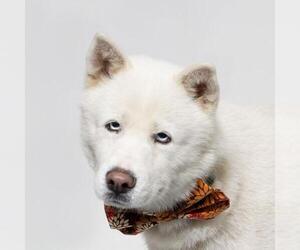 - Mix Dogs for adoption in Santa Maria, CA, USA