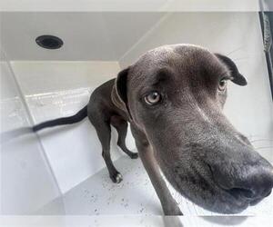 Labrador Retriever-Unknown Mix Dogs for adoption in Houston, TX, USA