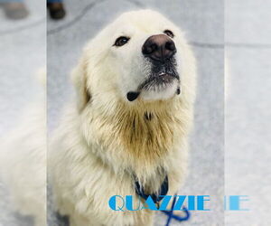 Great Pyrenees Dogs for adoption in Westminster, MD, USA