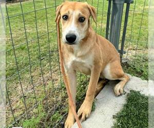 German Shepherd Dog-Unknown Mix Dogs for adoption in Houston, TX, USA