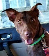 Carolina Dog Dogs for adoption in Westminster, MD, USA