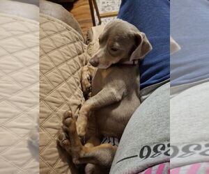 Chihuahua Dogs for adoption in Winter, WI, USA