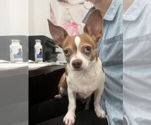 Chihuahua Dogs for adoption in Hilton Head, SC, USA