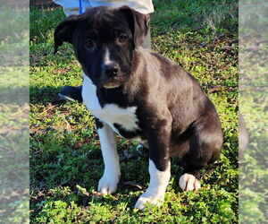 American Pit Bull Terrier-Unknown Mix Dogs for adoption in Wetumpka, AL, USA