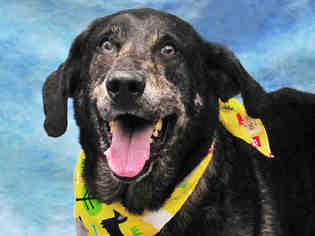 Mutt Dogs for adoption in Louisville, KY, USA