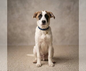Great Pyrenees-Unknown Mix Dogs for adoption in Vail, AZ, USA