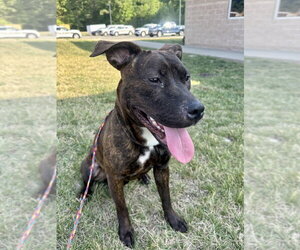 Mutt Dogs for adoption in Glen Allen, VA, USA