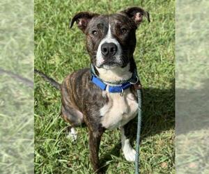 American Staffordshire Terrier-Unknown Mix Dogs for adoption in Fort Lauderdale, FL, USA