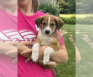Australian Shepherd-Unknown Mix Dogs for adoption in Plainfield, IL, USA