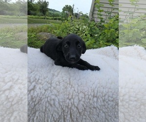 Labrador Retriever-Unknown Mix Dogs for adoption in SHERBURNE, NY, USA