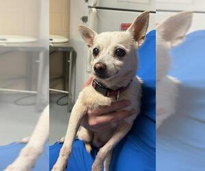 Chihuahua Dogs for adoption in Ocala, FL, USA
