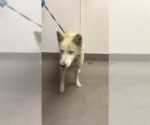 Siberian Husky Dogs for adoption in HESPERIA, CA, USA