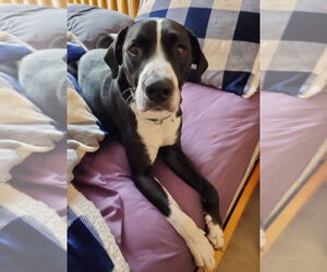 German Shorthaired Pointer-Unknown Mix Dogs for adoption in Princeton, MN, USA