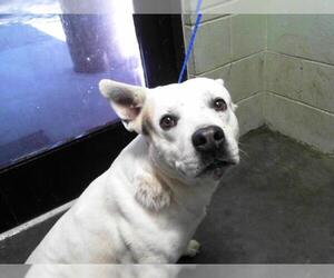 German Shepherd Dog Dogs for adoption in Tulsa, OK, USA