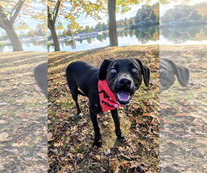 Labrador Retriever-Unknown Mix Dogs for adoption in Rockaway, NJ, USA
