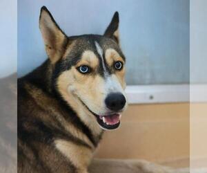 Huskies -Unknown Mix Dogs for adoption in San Antonio, TX, USA