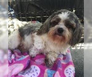 Havanese Dogs for adoption in Claremore, OK, USA