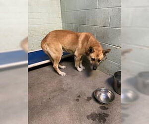 German Shepherd Dog-Unknown Mix Dogs for adoption in Stockton, CA, USA