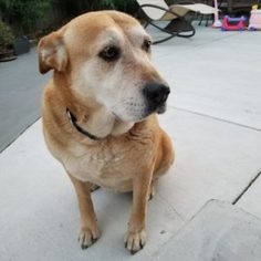 Golden Labrador Dogs for adoption in San Francisco, CA, USA