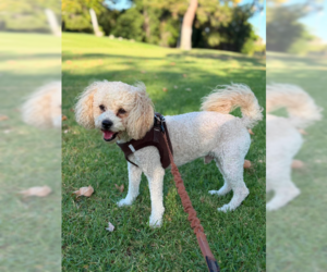 Poodle (Toy) Dogs for adoption in Menifee, CA, USA