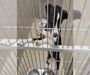 Border Collie-Unknown Mix Dogs for adoption in Decatur, IL, USA