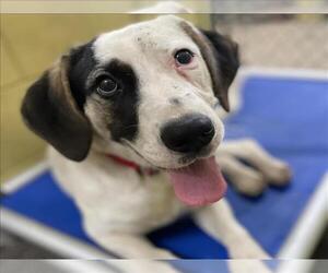 Anatolian Shepherd-Unknown Mix Dogs for adoption in Woodland, CA, USA
